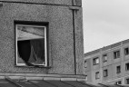 broken window & a bird
