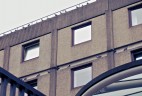 pigeons