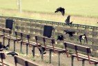 crows