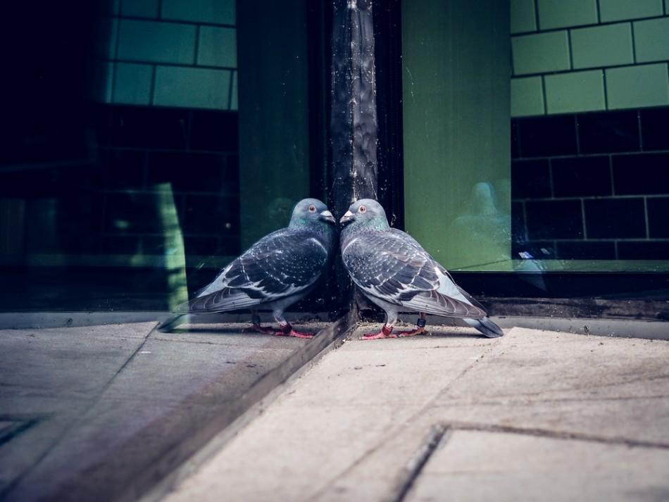 pigeon